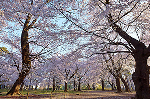 埼玉県 写真撮影