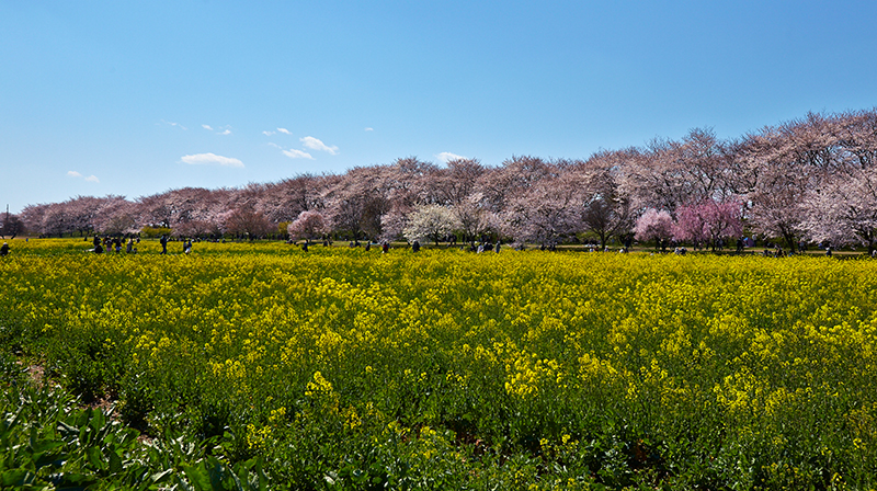 埼玉県　様